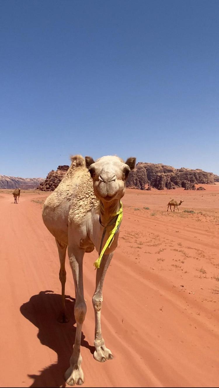 Wadi Rum Bedouin Heart Camp Екстер'єр фото